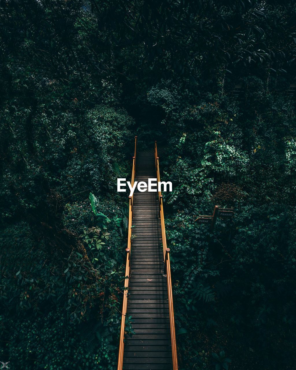 Footbridge amidst trees in forest