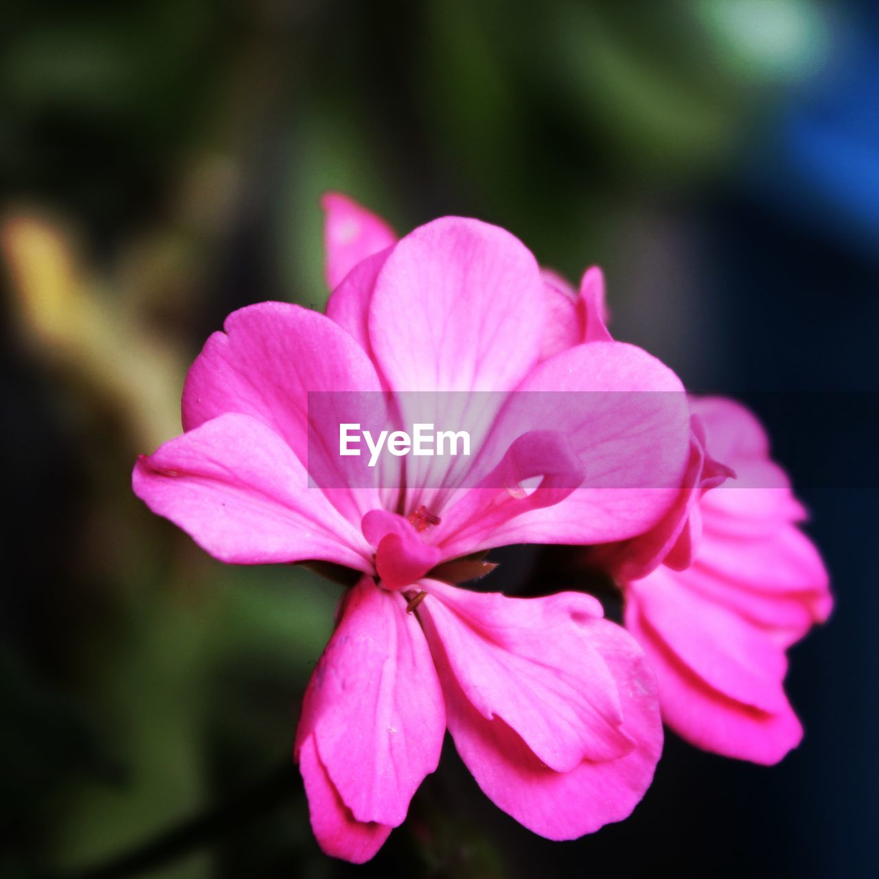 CLOSE-UP OF PINK IRIS BLOOMING OUTDOORS