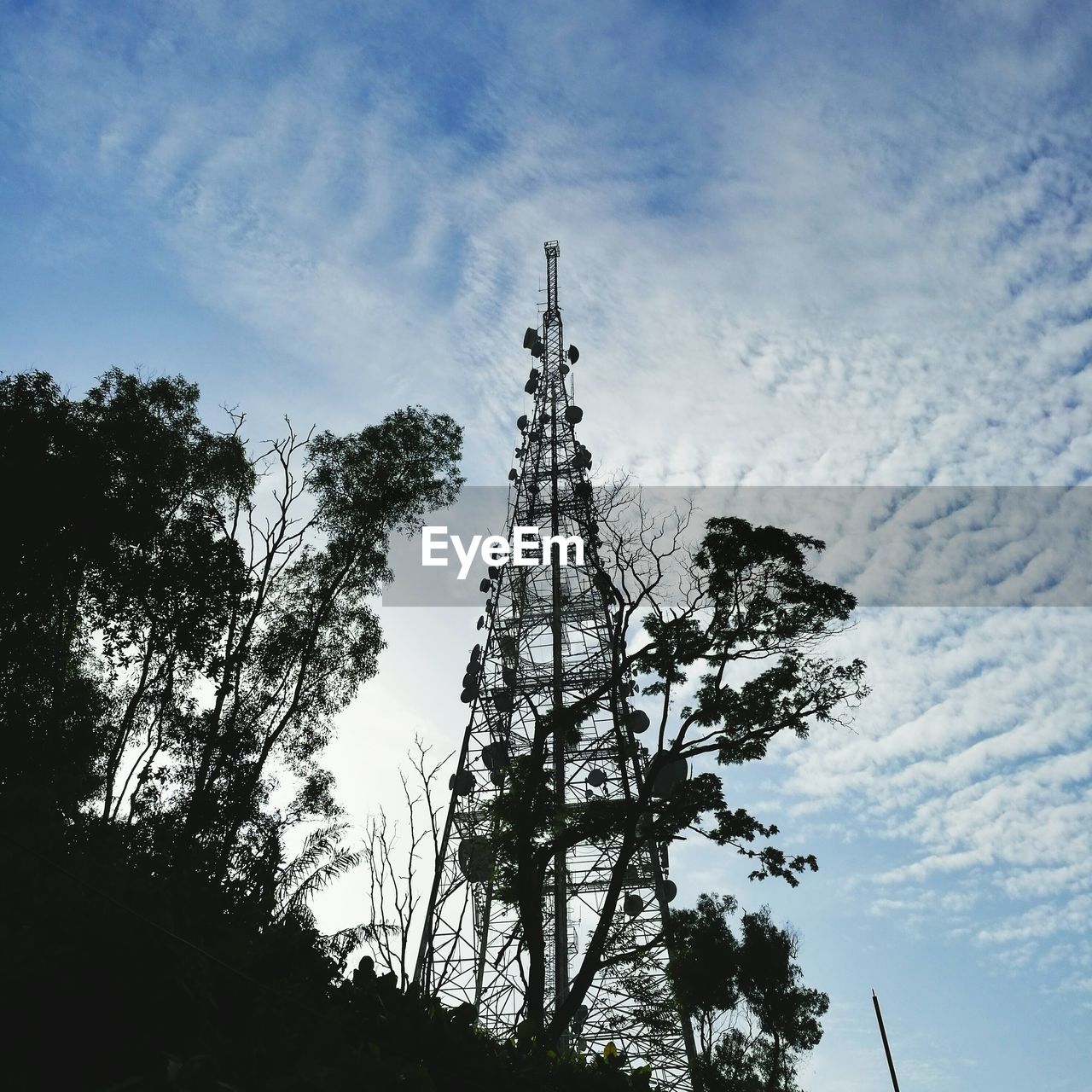 LOW ANGLE VIEW OF TREES AGAINST SKY