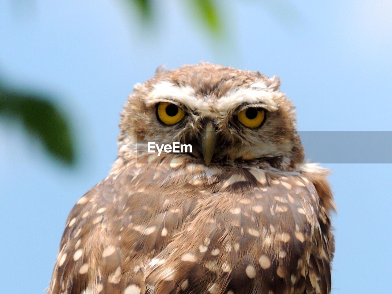 PORTRAIT OF OWL