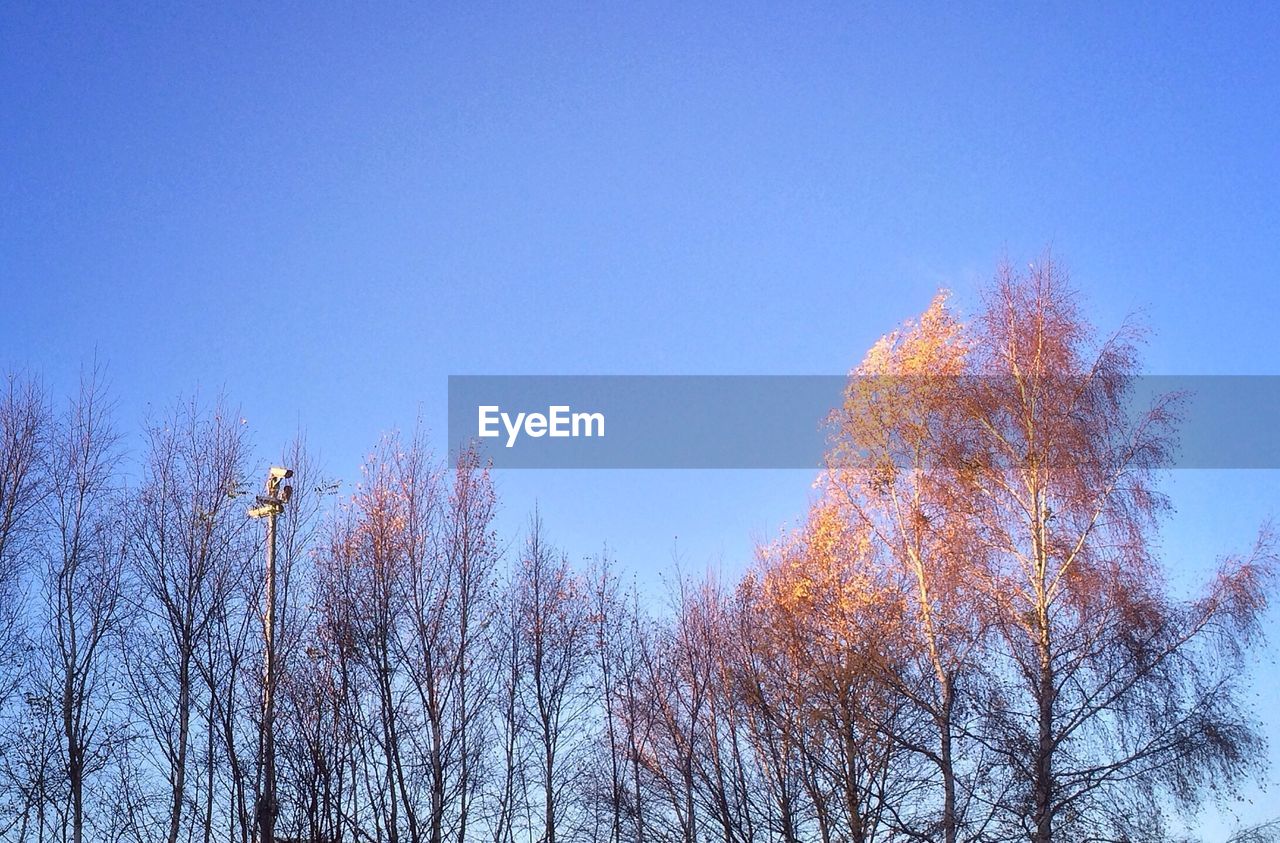 Trees with sky in background