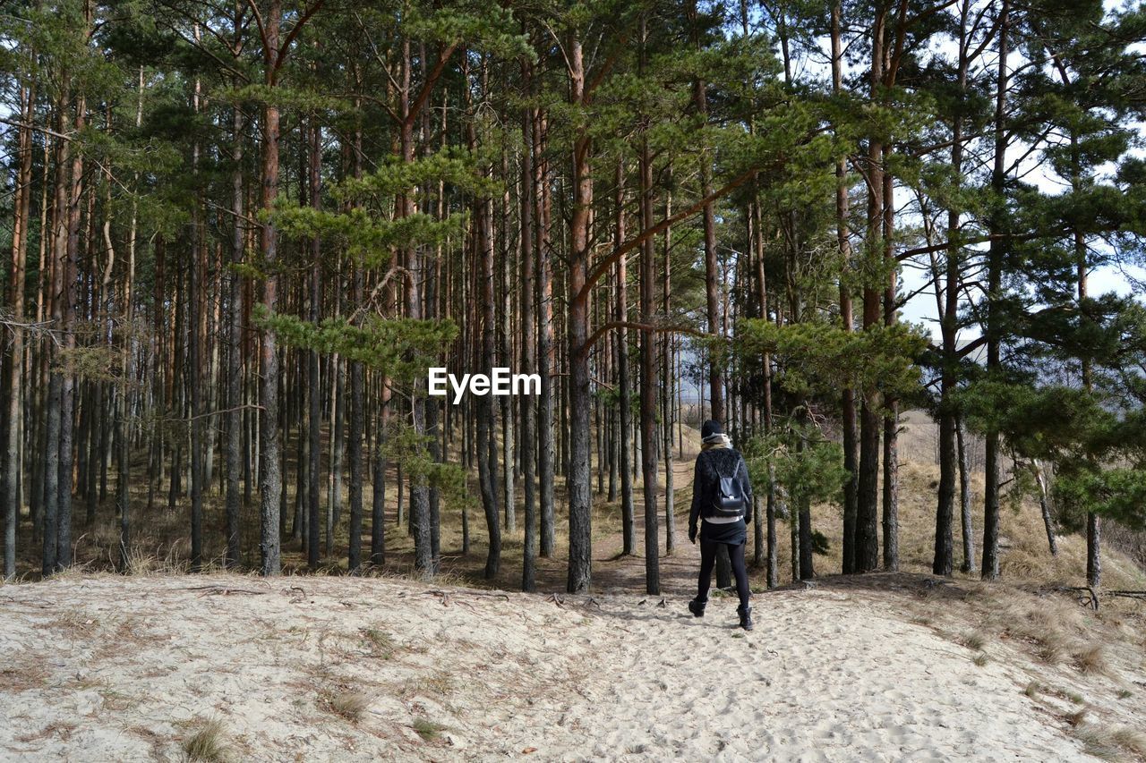 Rear view of woman walking amidst trees in forest