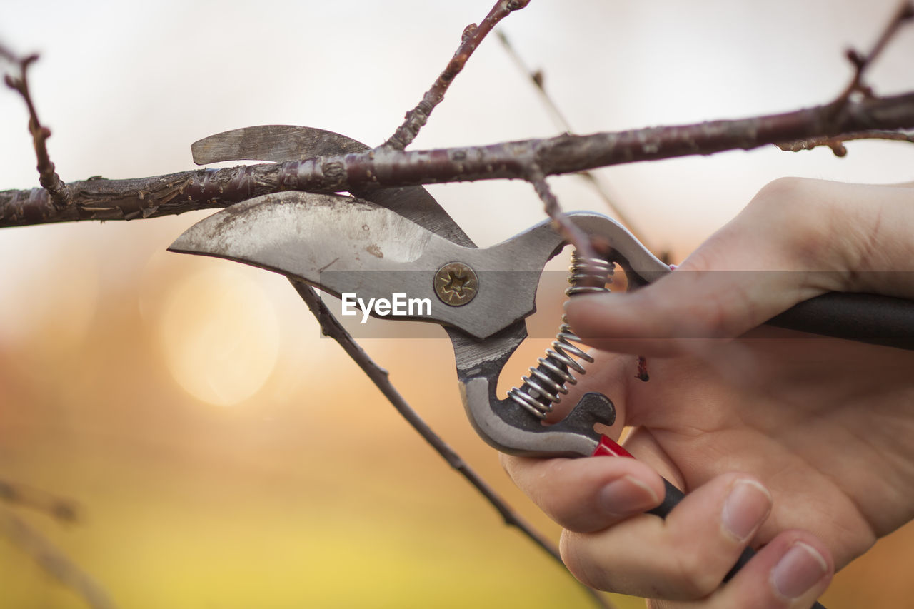 Close-up of hand cutting branch