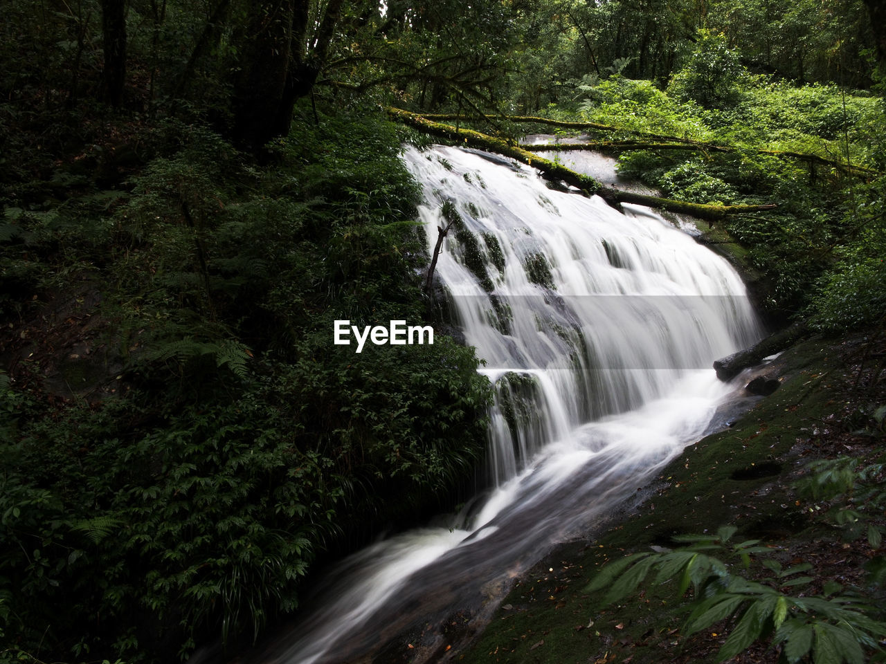 WATERFALL IN FOREST