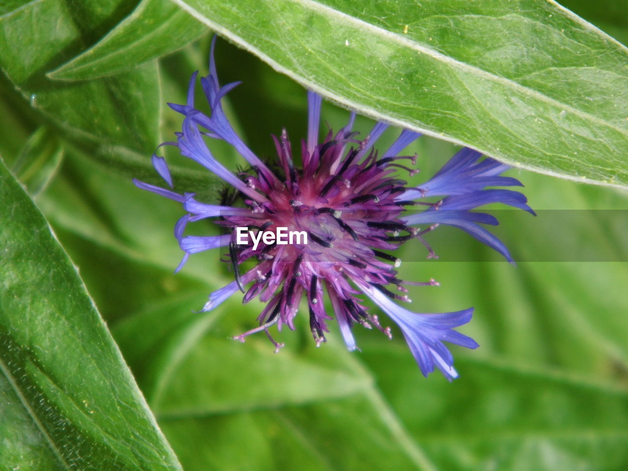 CLOSE-UP OF PURPLE FLOWER GROWING IN PLANT