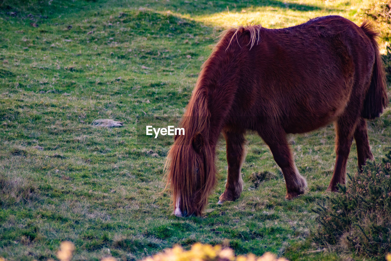 animal, mammal, animal themes, horse, domestic animals, livestock, grass, field, pasture, one animal, land, grazing, plant, animal wildlife, nature, no people, pet, wildlife, agriculture, day, brown, meadow, standing, pony, rural area, outdoors, mustang horse, green, herbivorous, landscape, environment