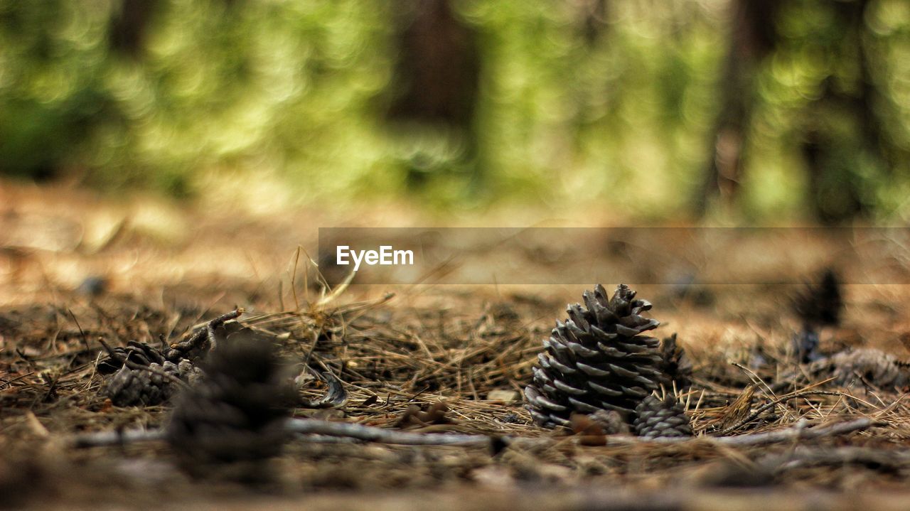 CLOSE-UP OF PINE CONES ON FIELD IN FOREST