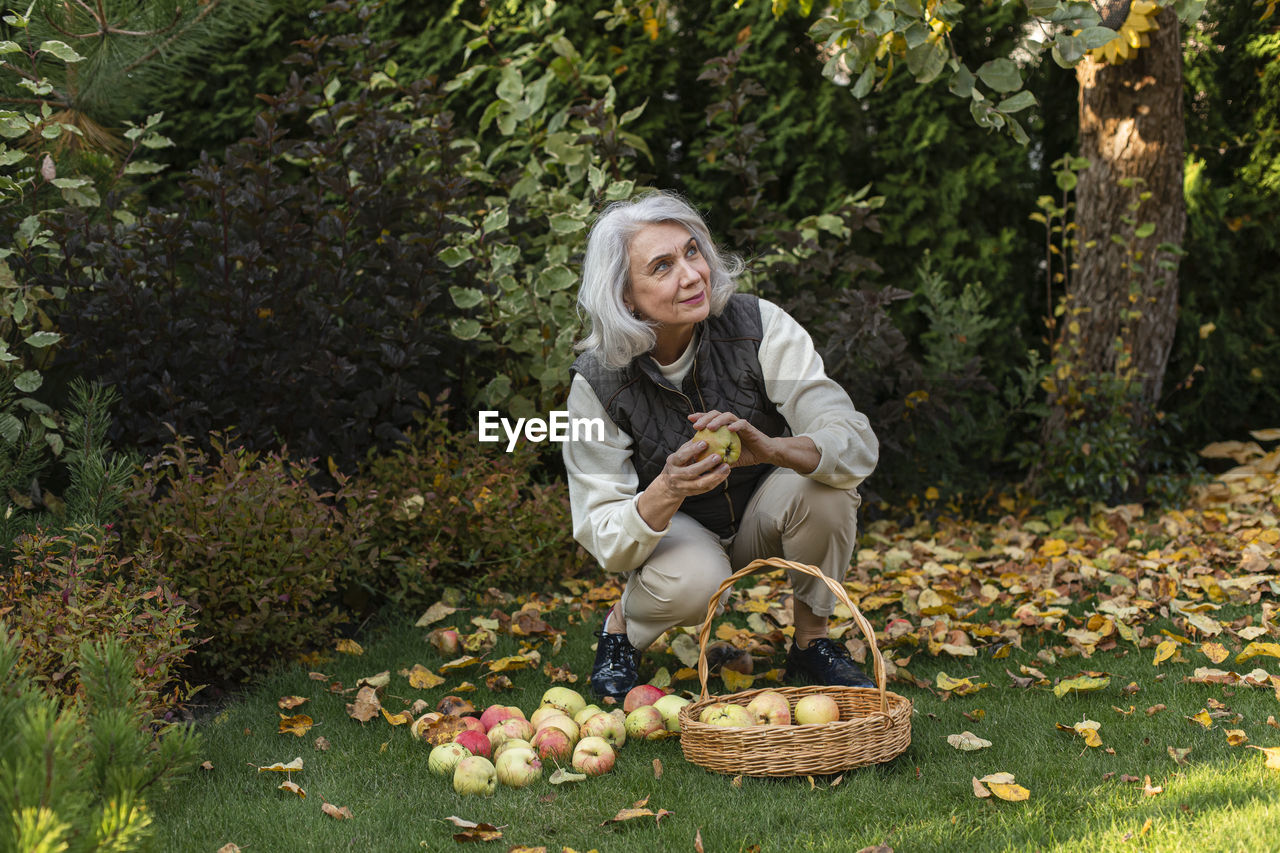 Senior woman picking apples in a basket in garden