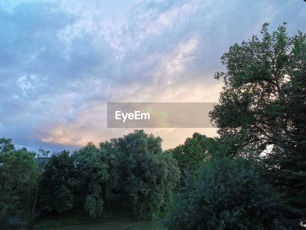 TREES GROWING IN FOREST AGAINST SKY