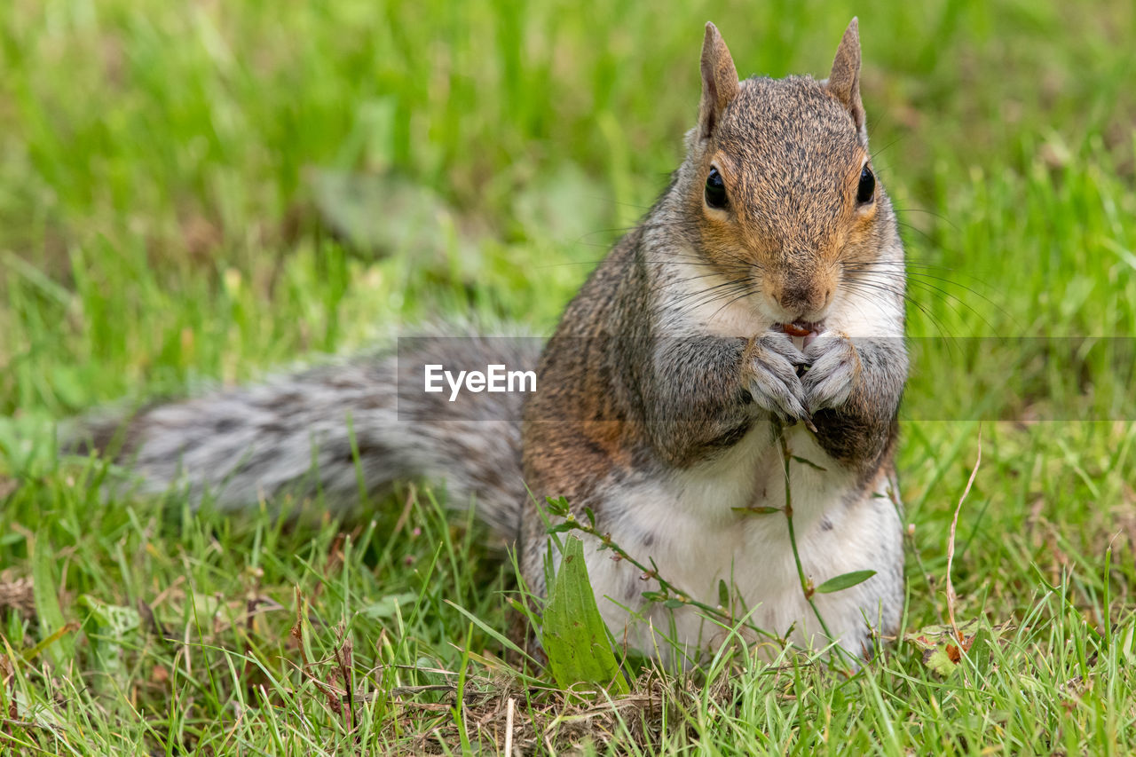 CLOSE-UP OF SQUIRREL ON LAND