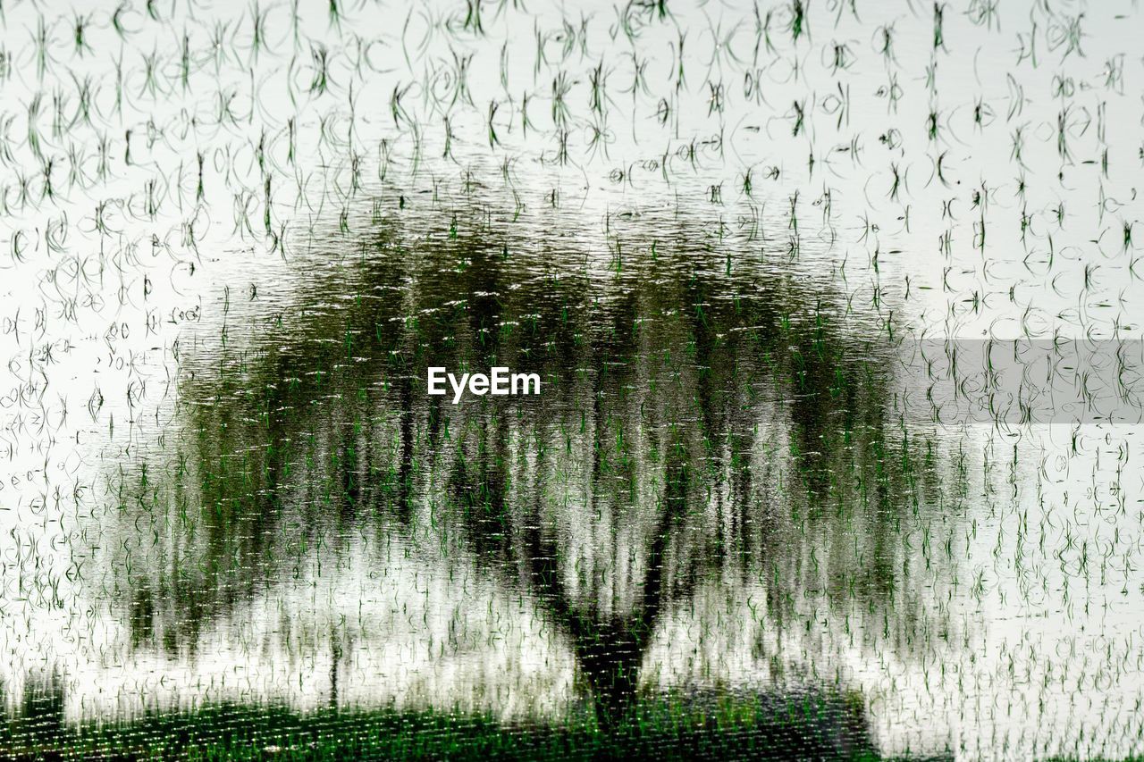 REFLECTION OF TREES ON WATER