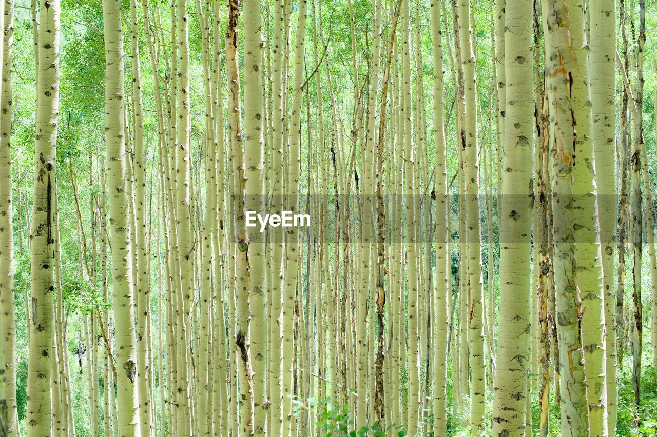 FULL FRAME SHOT OF BAMBOO TREES