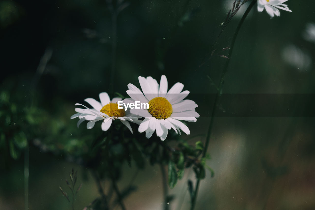 Close-up of white daisy flower