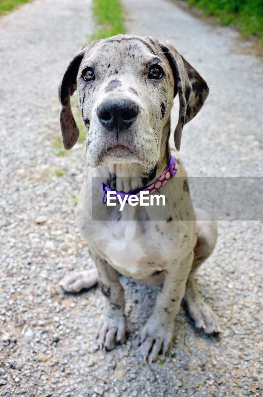 CLOSE-UP PORTRAIT OF DOG ON STREET