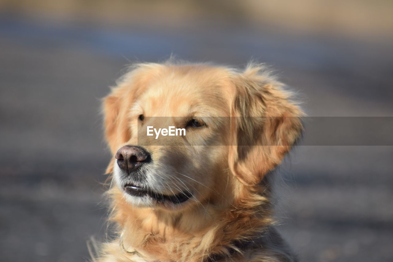 Close-up of golden retriever