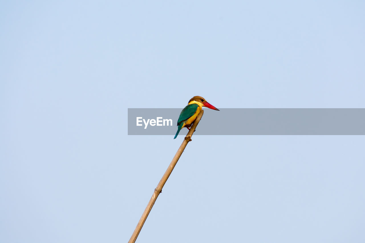 LOW ANGLE VIEW OF A BIRD PERCHING ON CABLE