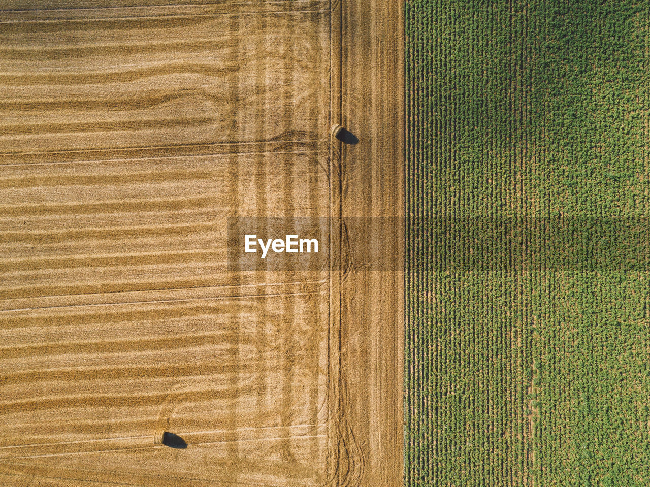 Directly above aerial shot of hay bales on agricultural field