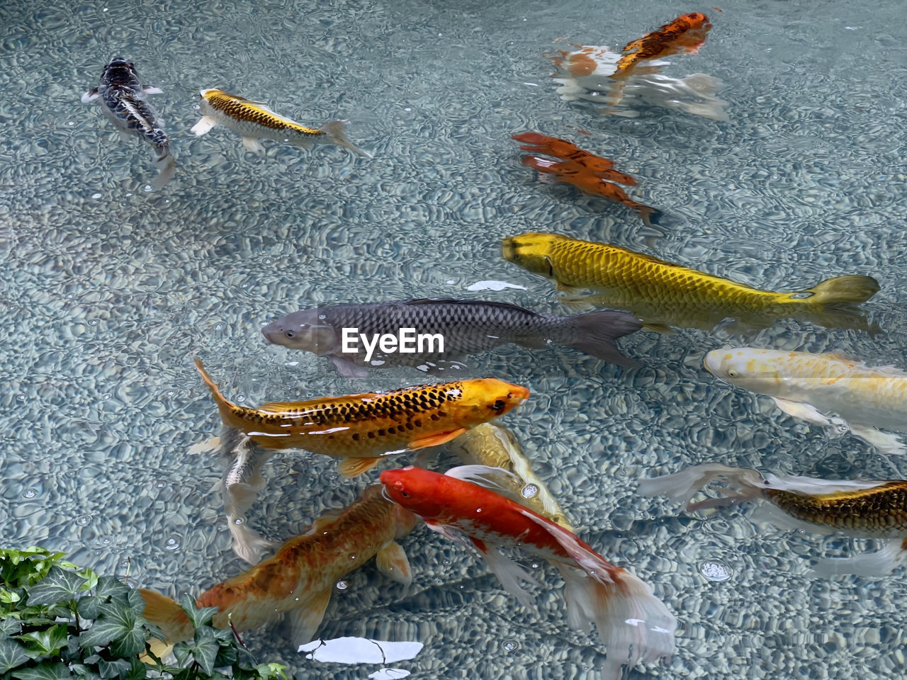 High angle view of fish swimming in sea