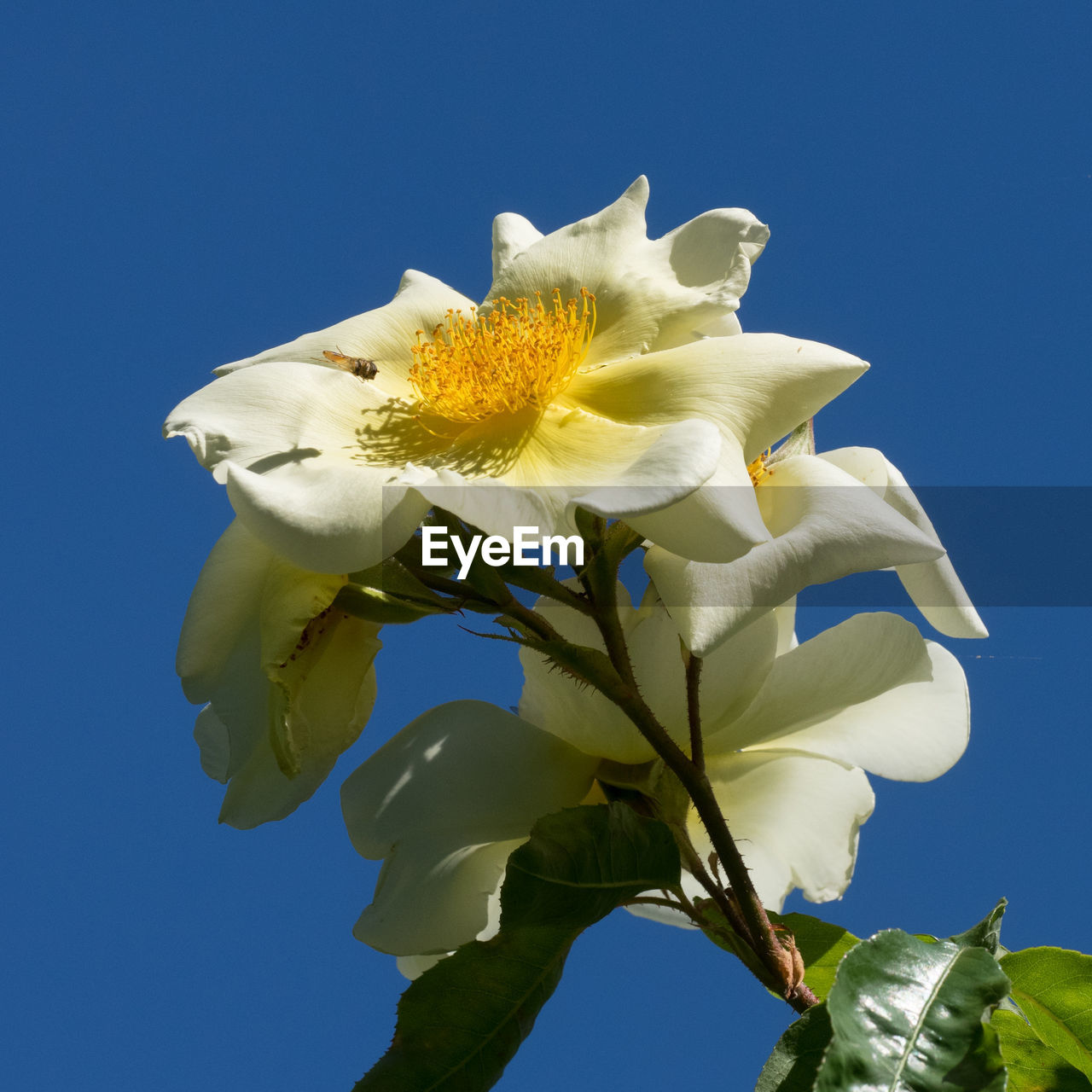 LOW ANGLE VIEW OF WHITE FLOWERS AGAINST BLUE SKY