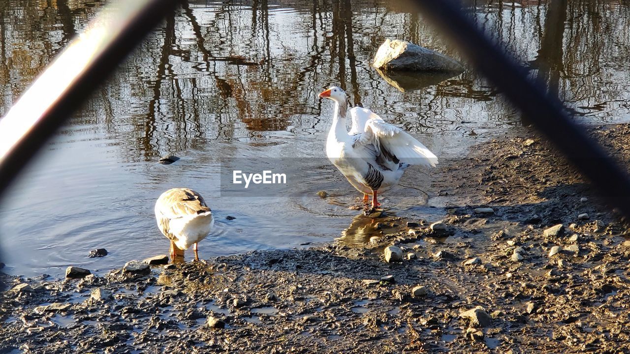 VIEW OF BIRDS IN WATER