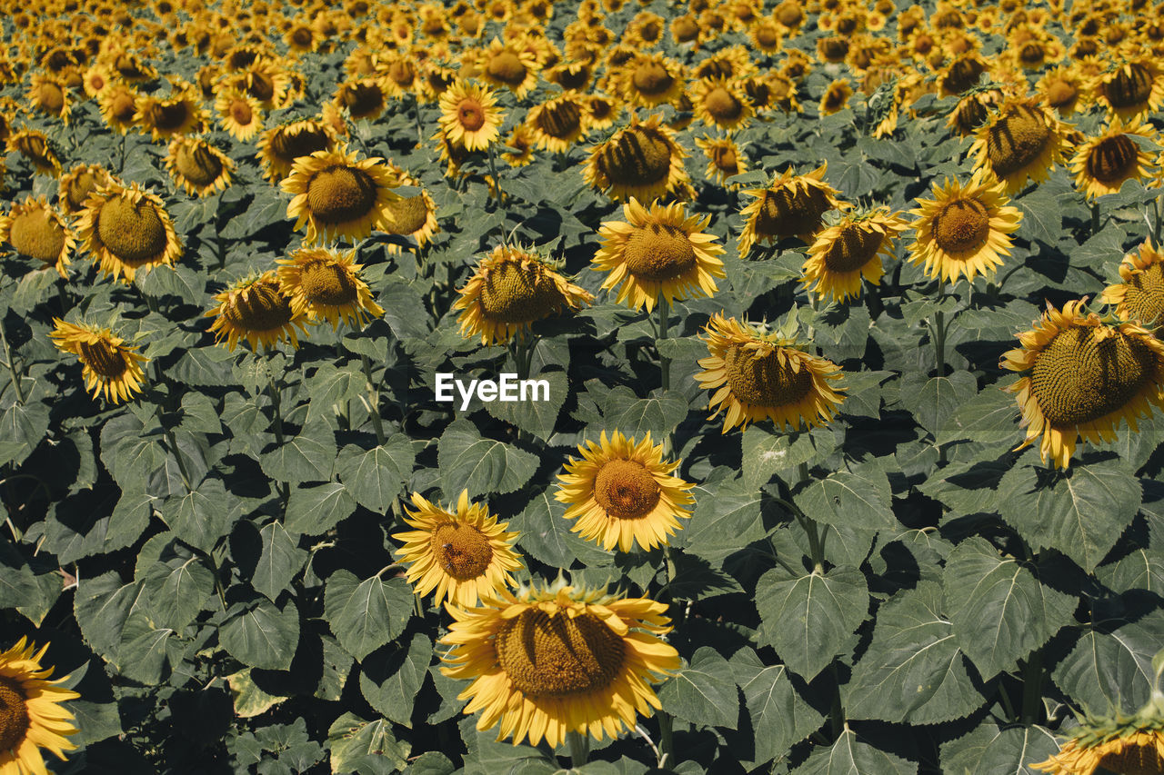 Close-up of yellow flowering plant on field