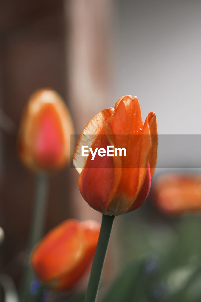 CLOSE-UP OF ORANGE TULIP