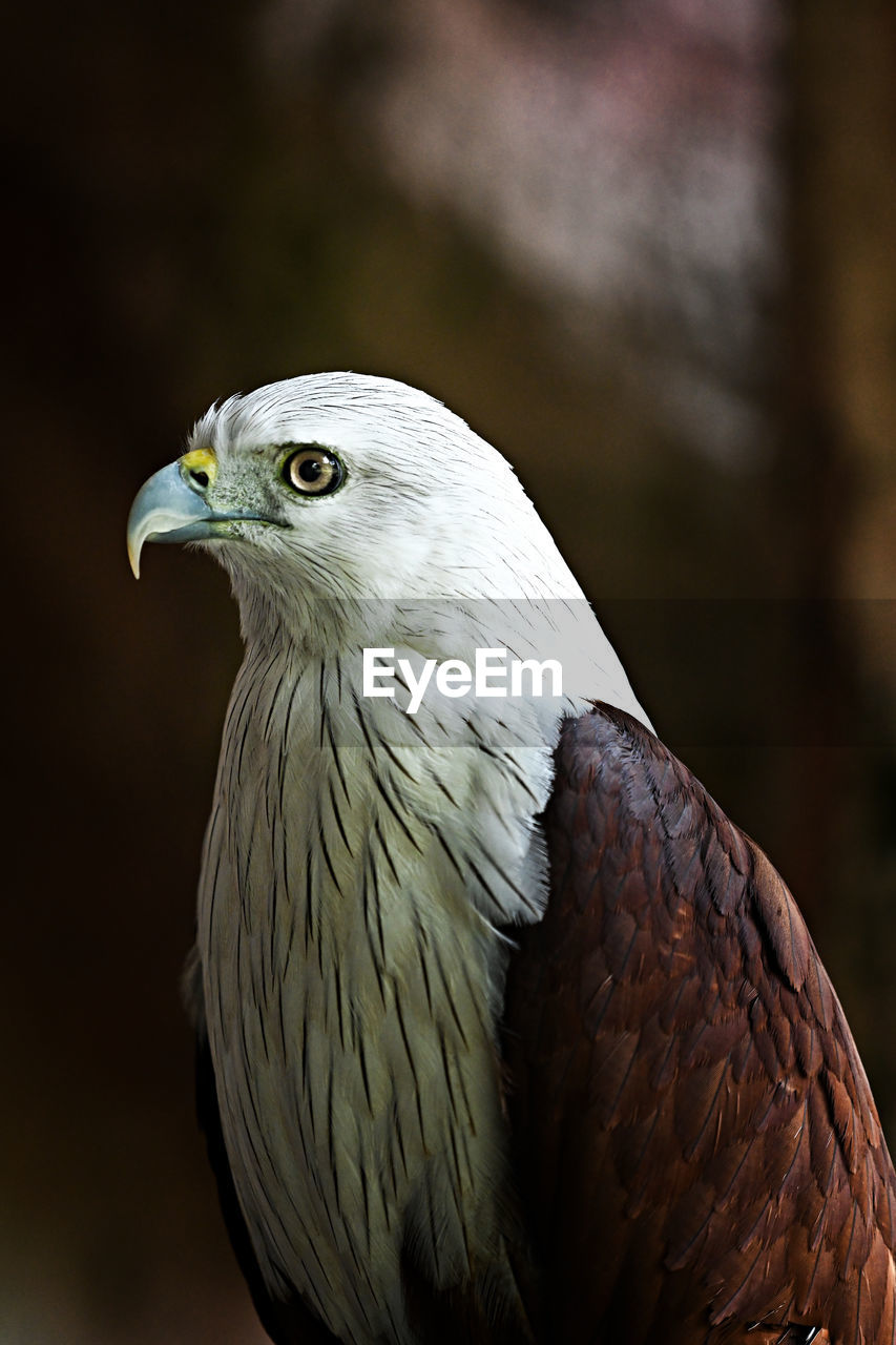 close-up portrait of bird