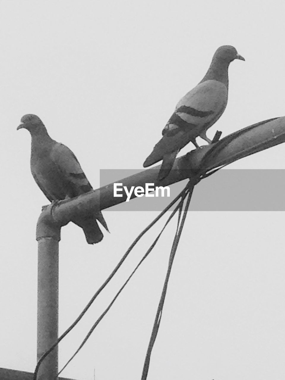 LOW ANGLE VIEW OF BIRDS PERCHING ON TREE TRUNK