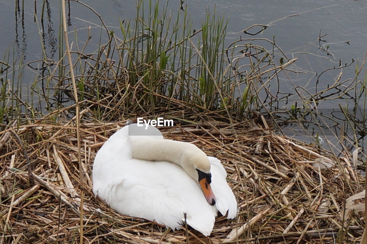 WHITE SWAN IN LAKE