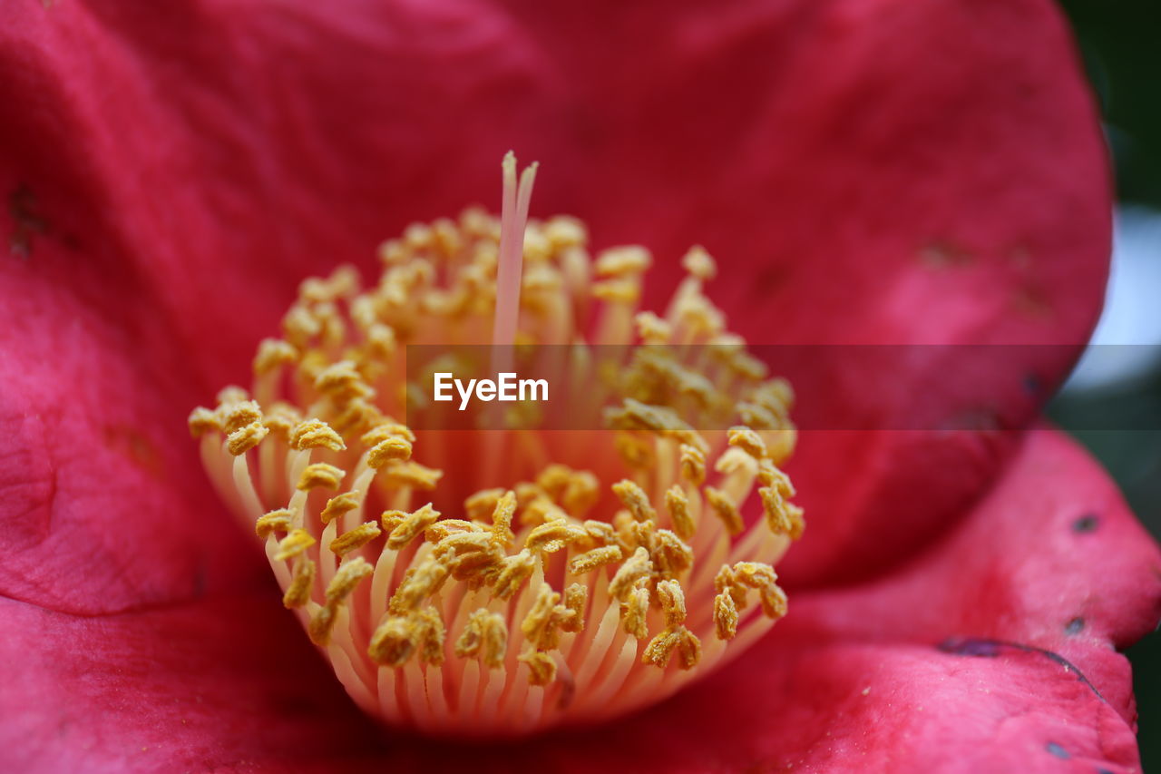 Close-up of flower blooming outdoors