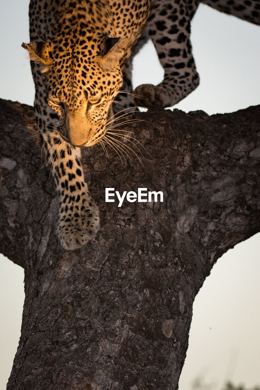 Leopard in tree against sky