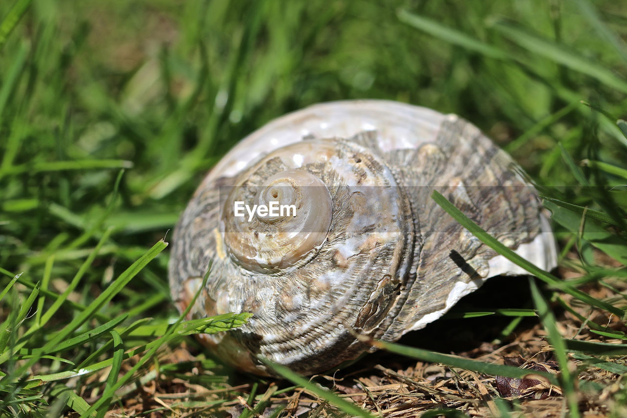 CLOSE-UP OF A TURTLE ON GROUND