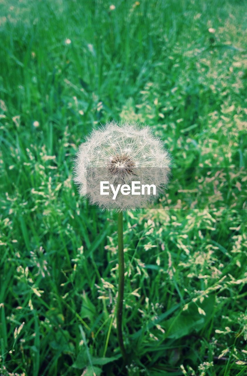 plant, growth, flower, dandelion, grass, flowering plant, beauty in nature, fragility, freshness, green, nature, field, lawn, land, no people, meadow, day, close-up, inflorescence, flower head, focus on foreground, outdoors, wildflower, dandelion seed, softness, tranquility, prairie, white
