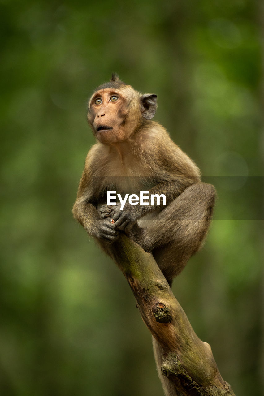 Baby long-tailed macaque looking up from branch