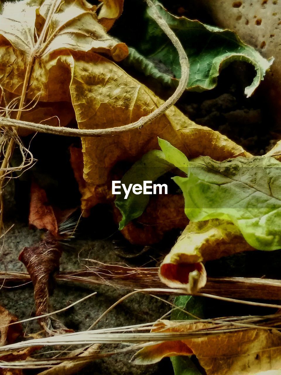 High angle view of dry leaves on field