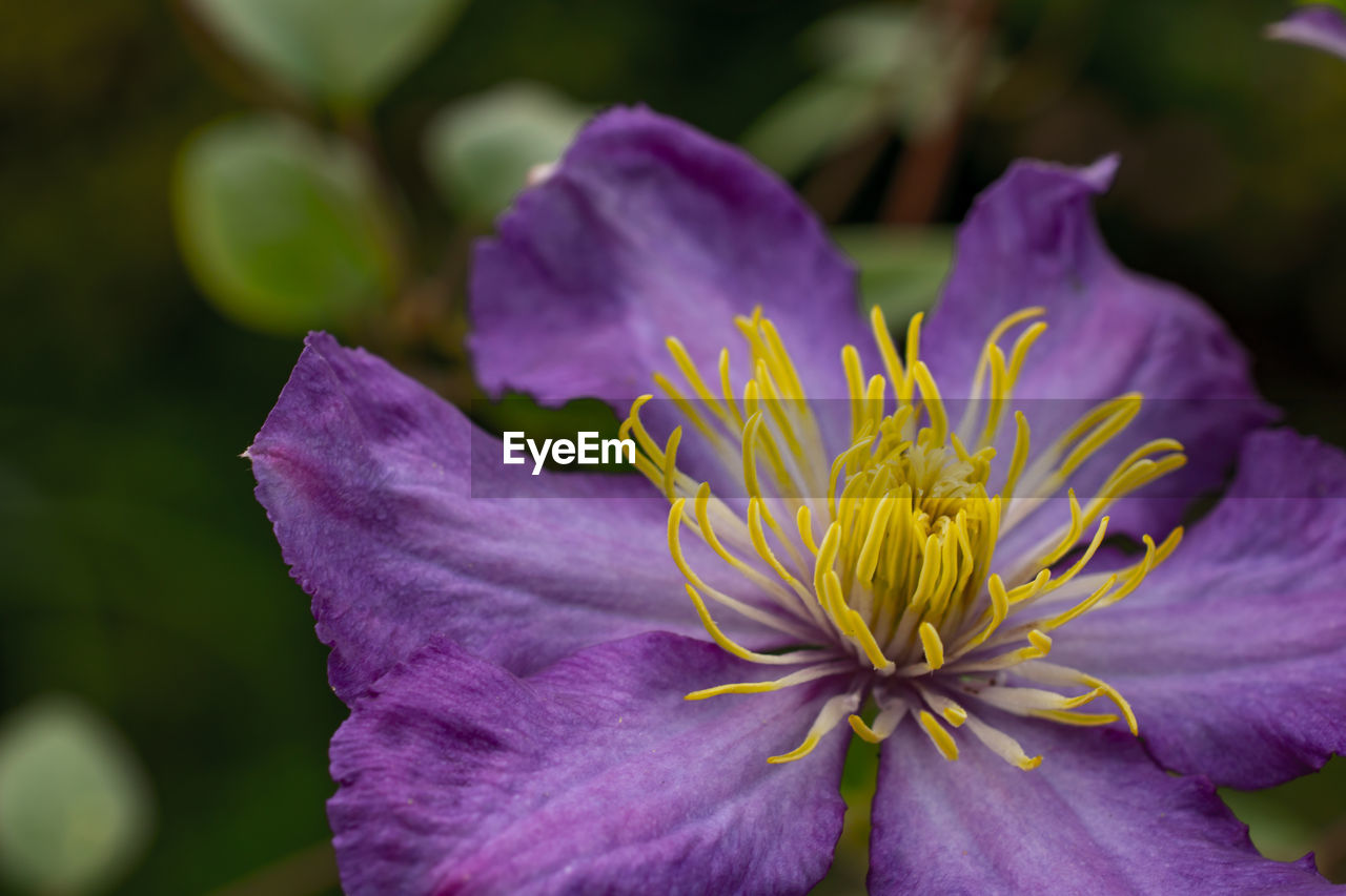 Close-up of purple flowering plant