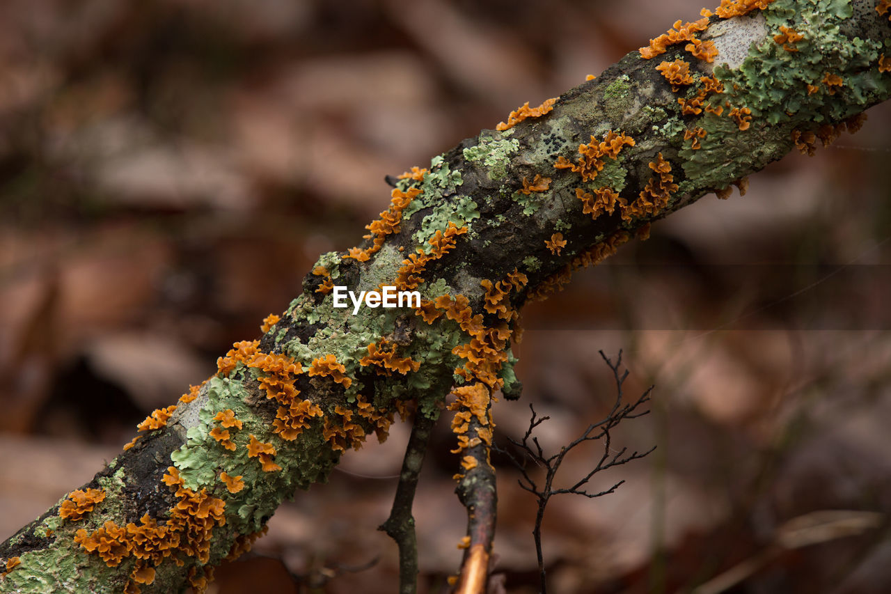 Close-up of lichen growing on branch