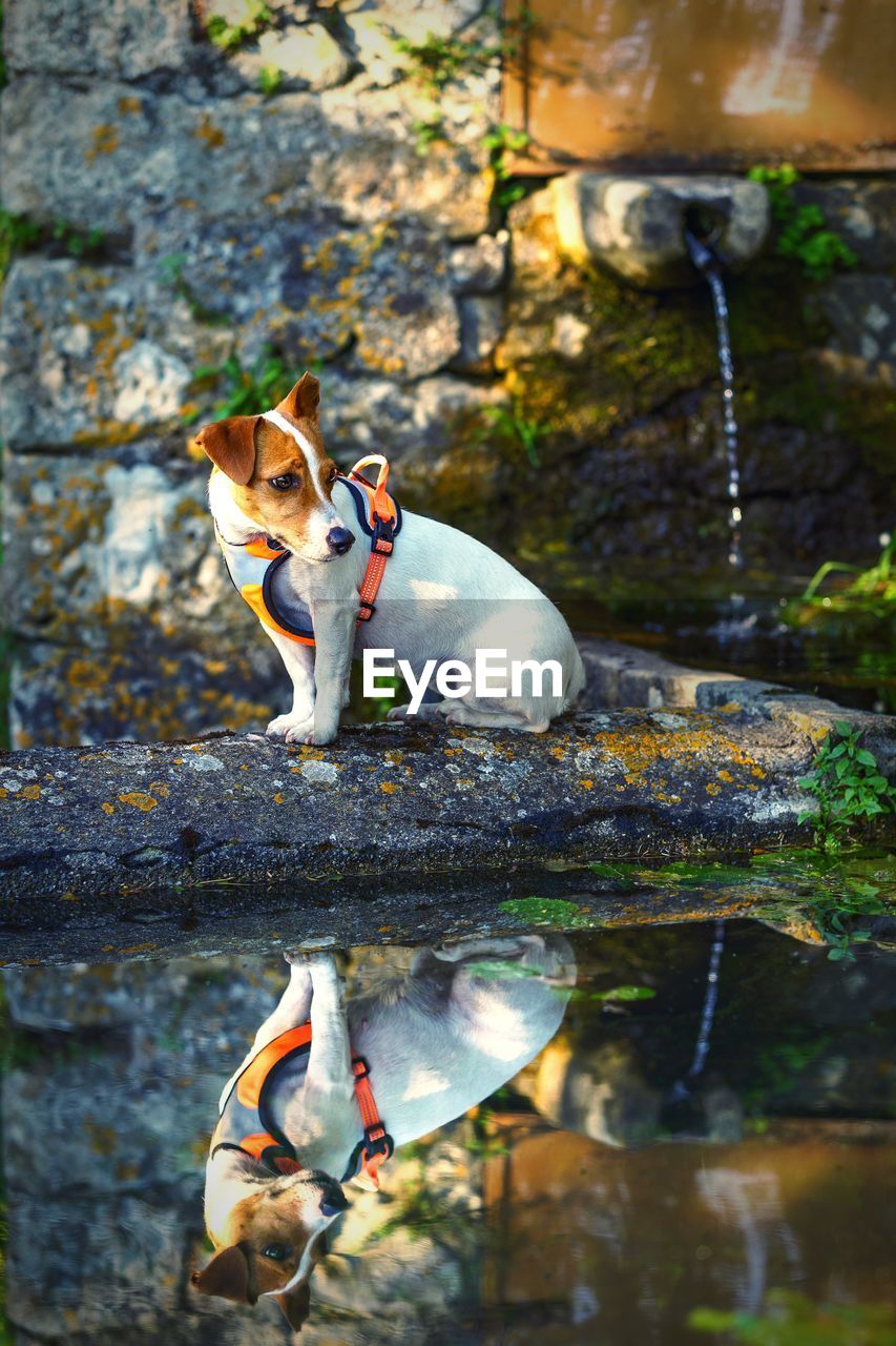 Tsunami the jack russell terrier dog reflected in a watering trough with a trickle of spring water