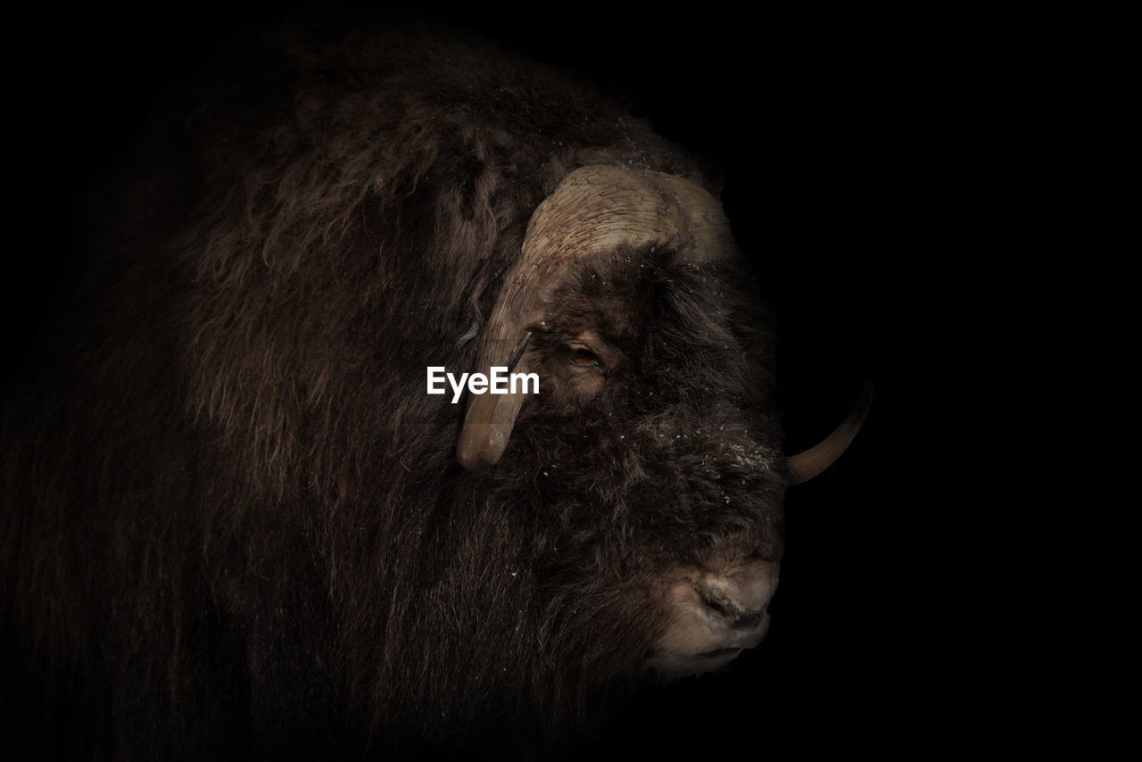 animal themes, animal, mammal, one animal, animal wildlife, darkness, black background, wildlife, no people, animal body part, muskox, close-up, black and white, black, animal head, cattle, domestic animals, bison, portrait, studio shot, copy space