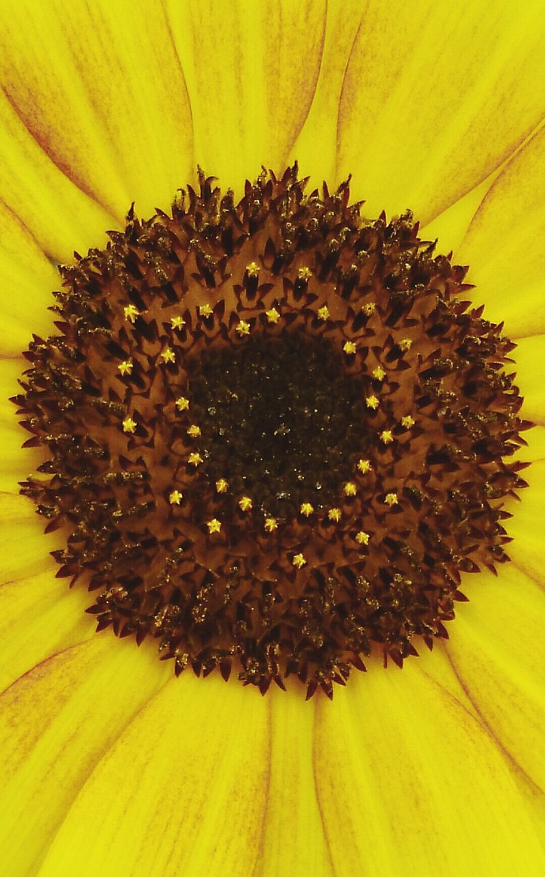 CLOSE-UP OF YELLOW SUNFLOWER