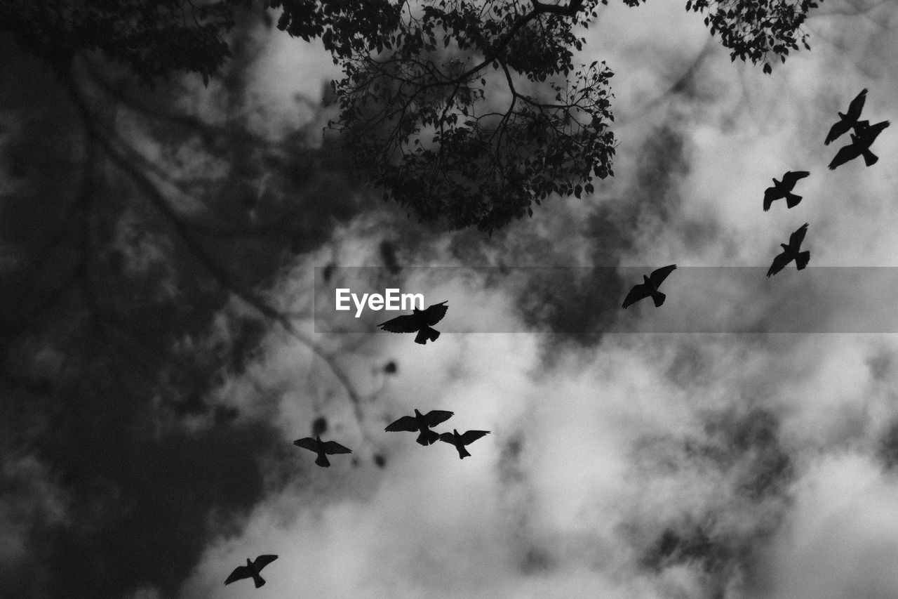 LOW ANGLE VIEW OF SILHOUETTE BIRDS FLYING