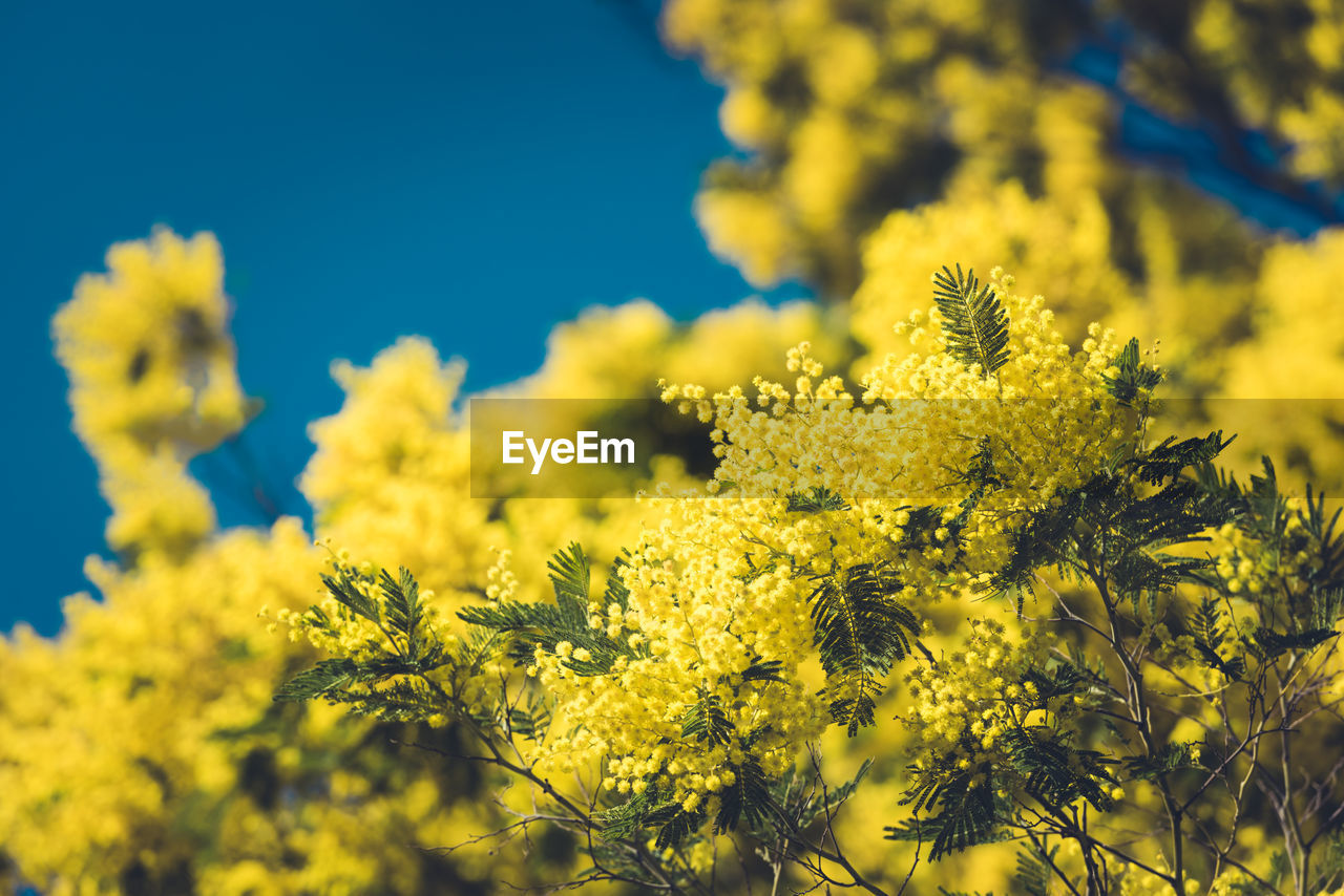 CLOSE-UP OF FRESH YELLOW FLOWERING PLANTS AGAINST SKY