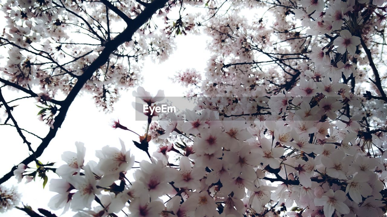 LOW ANGLE VIEW OF CHERRY BLOSSOM