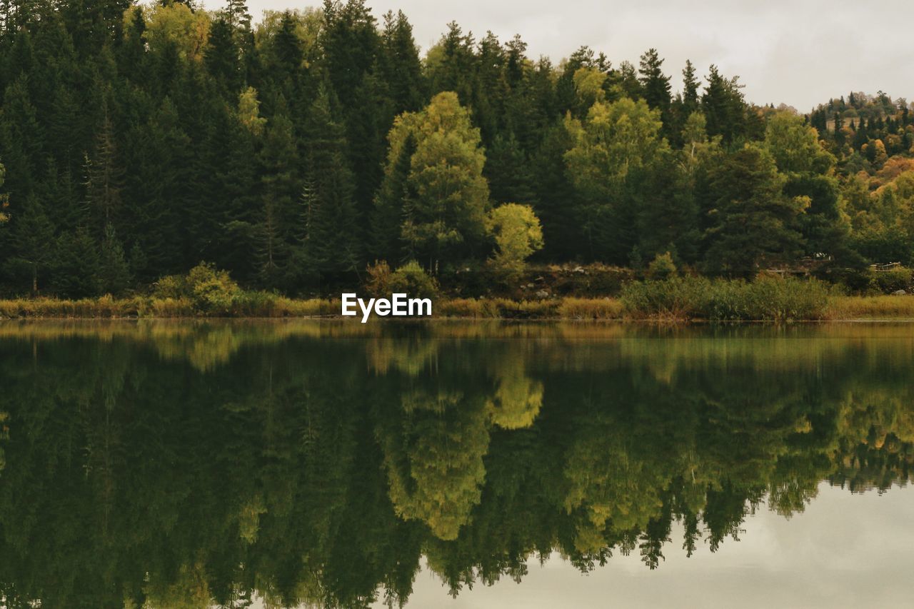 Scenic view of lake by trees in forest