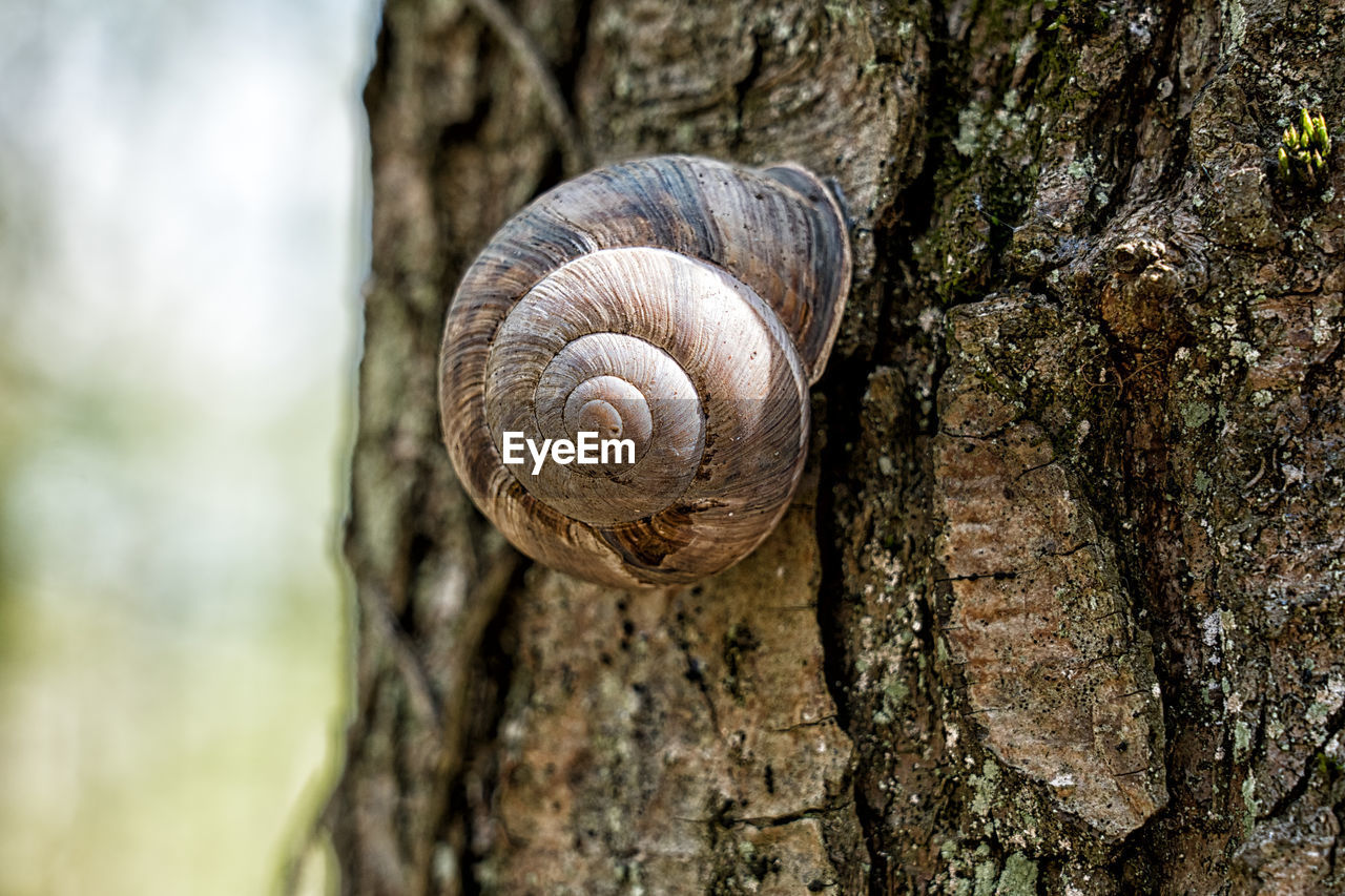 CLOSE-UP OF A SNAIL ON TREE TRUNK