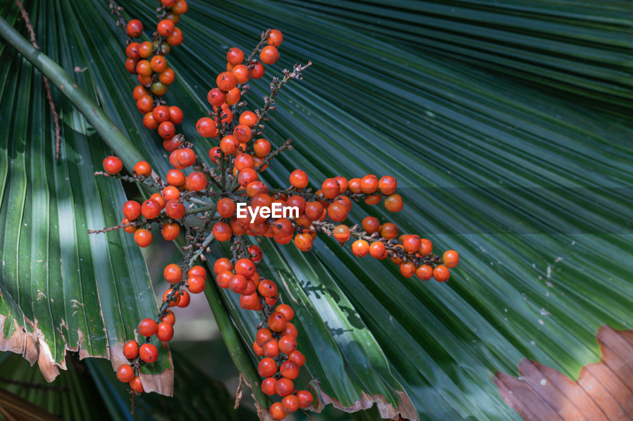 CLOSE-UP OF BERRIES GROWING ON PLANT