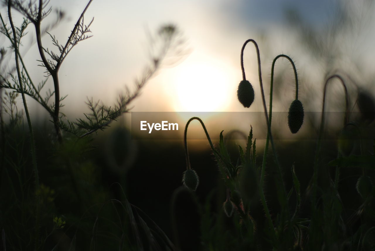 CLOSE-UP OF PLANTS GROWING ON FIELD AGAINST SUNSET SKY