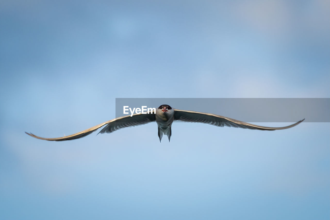 Frontal view of a flying common tern with spread wings