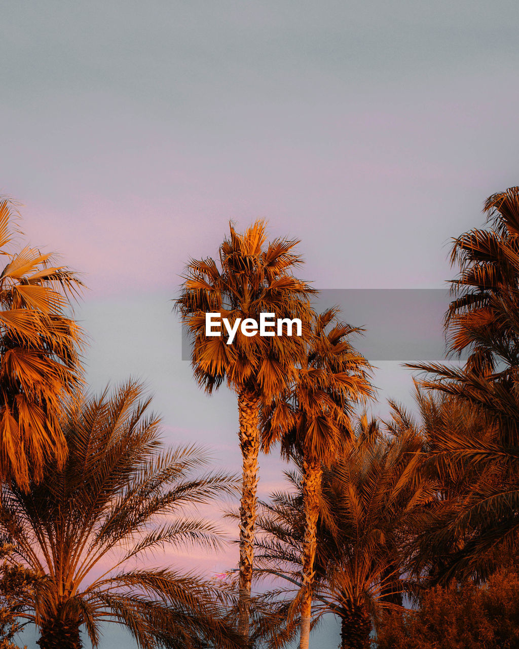 LOW ANGLE VIEW OF PALM TREES AGAINST SKY