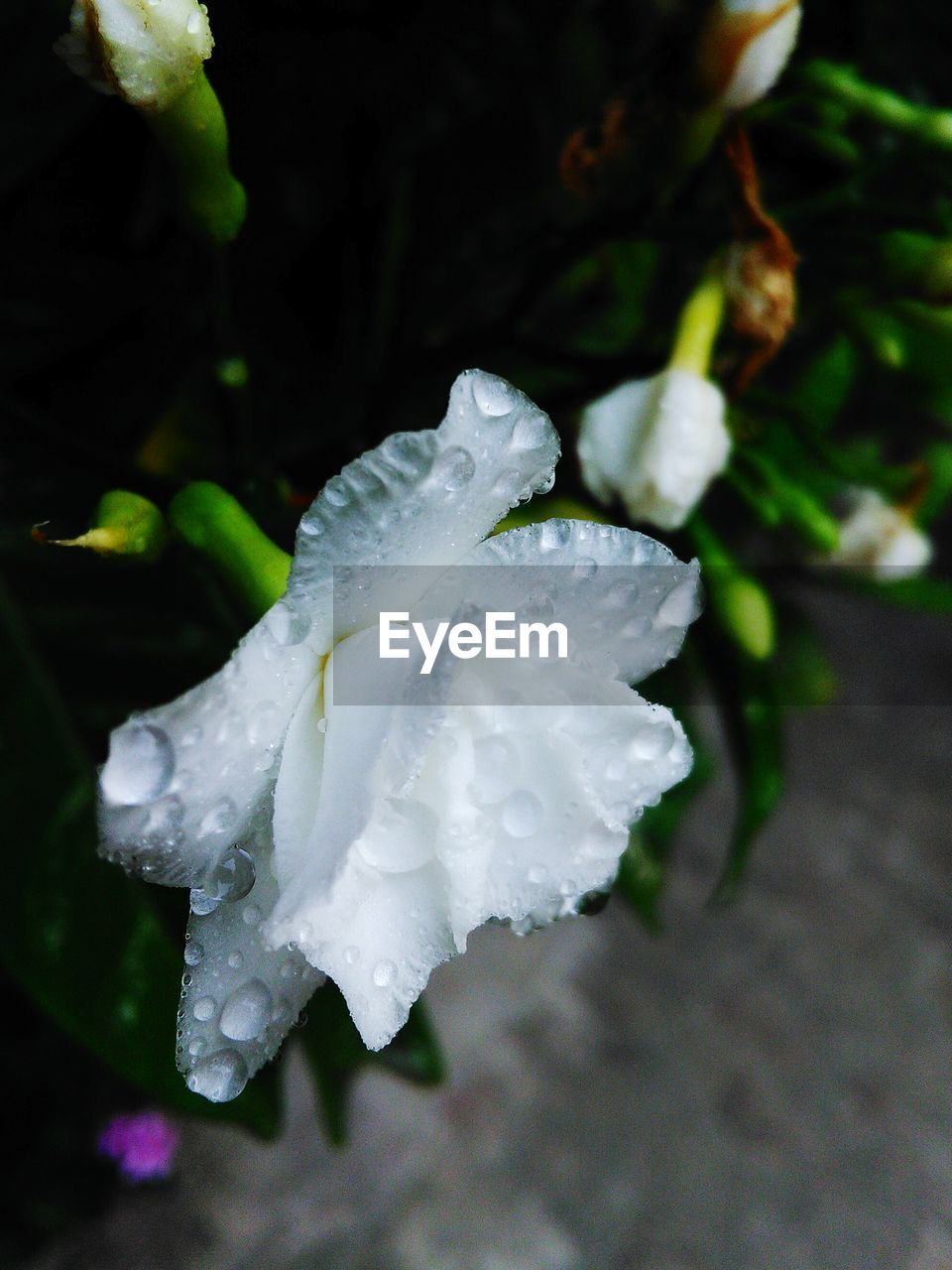 CLOSE-UP OF WET FLOWER ON RAINY DAY